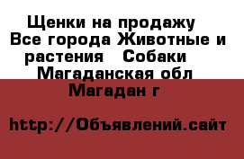 Щенки на продажу - Все города Животные и растения » Собаки   . Магаданская обл.,Магадан г.